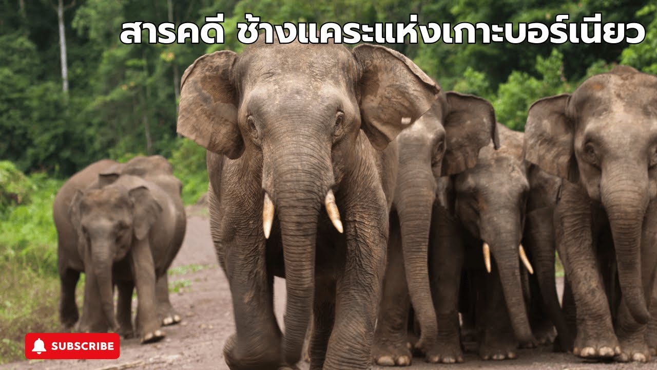 Документальный фильм: Карликовые слоны Борнео