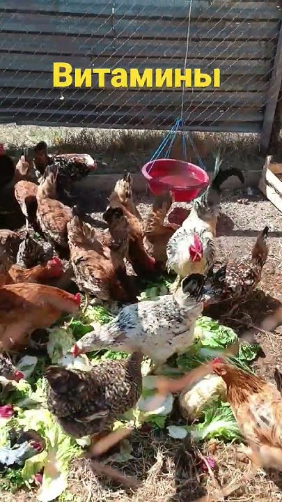 #витамины для курей #экологическийкорм#зеленыйкорм - YouTube