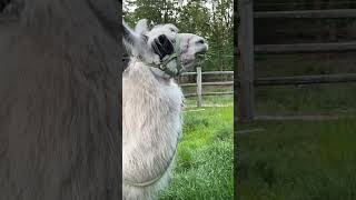 Llama having grass! Yummy #llamas #shorts #greengrass