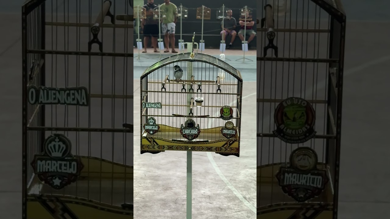 Coleiro carcará colecionador de 200 cantos, mais uma acima dos 200