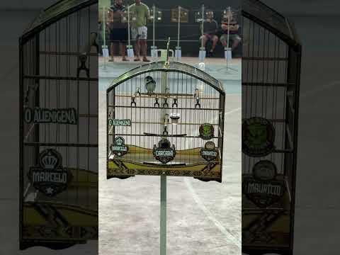 Coleiro carcará colecionador de 200 cantos, mais uma acima dos 200