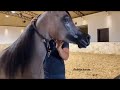                       خيل عربي اصيل مهره عربيه مستوى عالي    سمعها