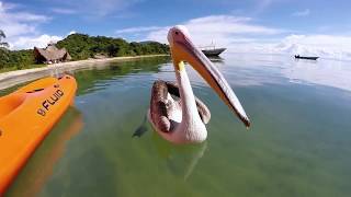 Ручной Пеликан - Учим ловить рыбу