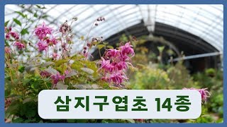삼지구엽초 14종 판매합니다