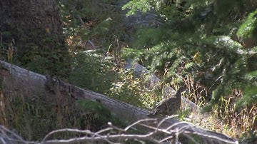 Grouse W/ slow motion