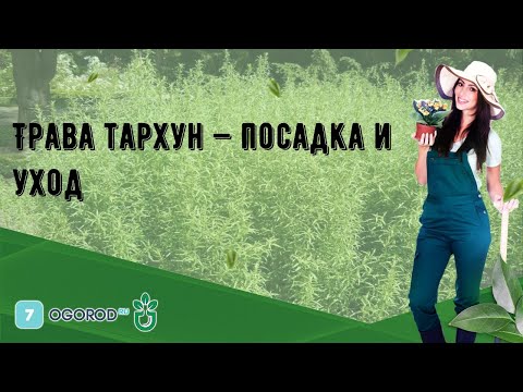 Трава тархун — посадка и уход