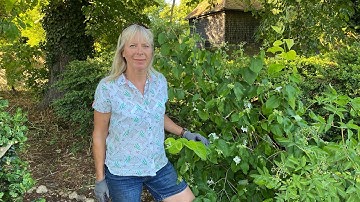 How to Prune Philadelphus and other Spring Flowering shrubs