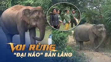Tận mắt xem voi rừng “đại náo” bản làng ở Nghệ An