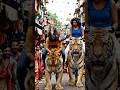 Tiger Ride Went Wrong #funny #tiger #fail #viralvideo #banglafunny #fyp #shorts #trending