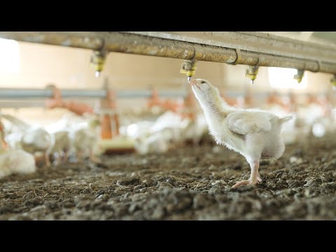 Popeyes Adopts the Better Chicken Commitment