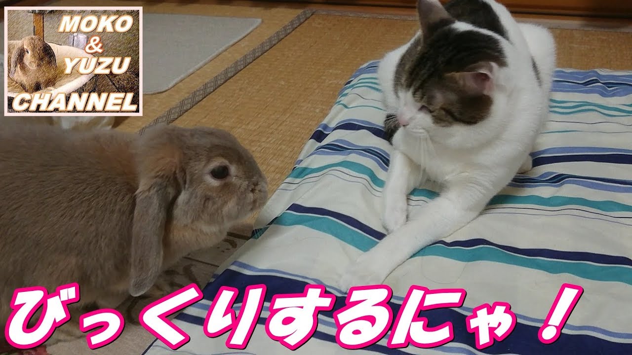 静電気にびっくりする猫とそうでないうさぎ モコ ゆず Cats Surprised By Static Electricity And Rabbits Not So Youtube