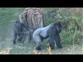 シャバーニと息子キヨマサ 80  Dad Shabani &amp; son Kiyomasa