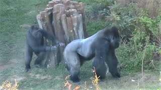 シャバーニと息子キヨマサ 80  Dad Shabani &amp; son Kiyomasa