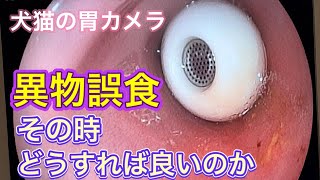 こんなものまで誤食した時の対処法と動物病院での実際の処置風景【犬猫の誤食】