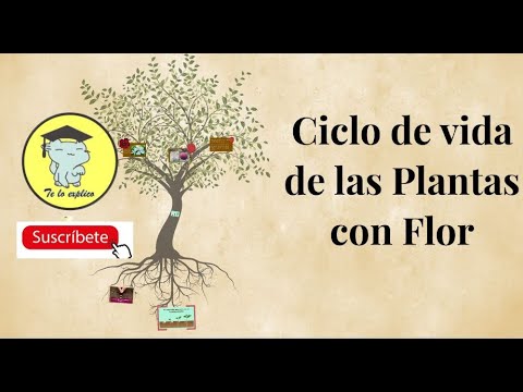 Video: Ciclo de vida básico de las plantas y el ciclo de vida de una planta con flores: conocimientos de jardinería