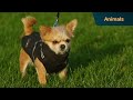 These feuding Chihuahuas are always at odds | Dogs Behaving (Very) Badly