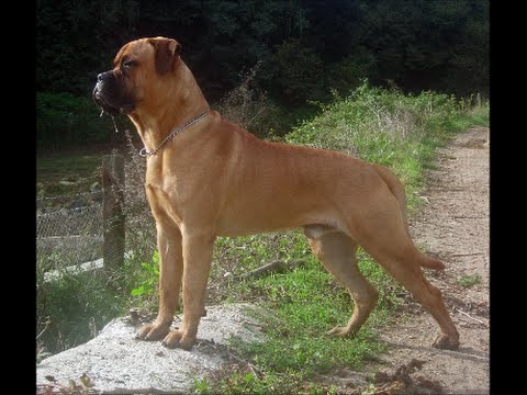 Bullmastiff cock Bullmastiff cock