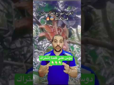 اغرب أنواع الفراشات ف العالم