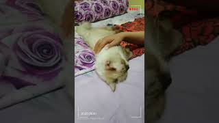 Download Lagu Si manja MP3