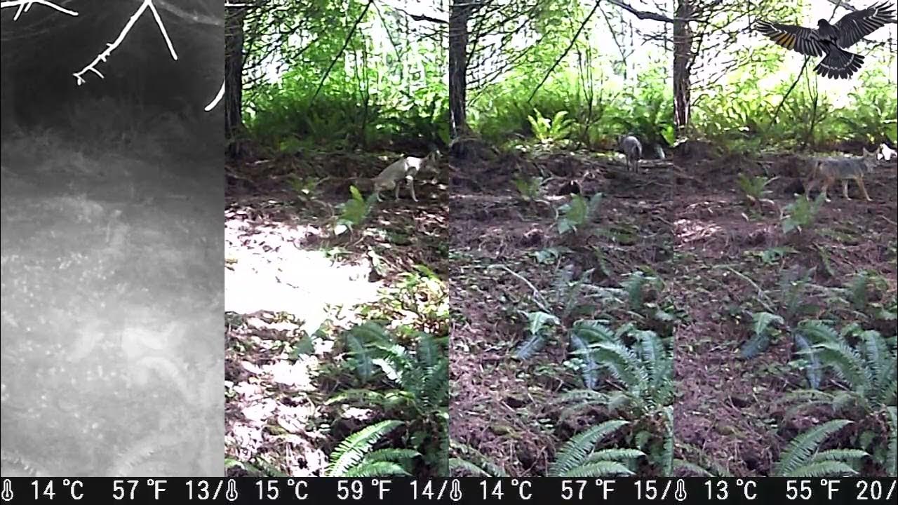 Coyotes marking over each other's urine YouTube