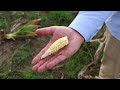 Leafhopper bug plagues Argentina&#39;s corn fields | REUTERS