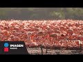 La Costa Norte de Yucatán recibe a miles de flamencos para su temporada de anidación