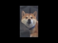 EVERY SOUND A SHIBA INU MAKES IN UNDER 2 MINUTES.. (柴犬の音 !) 😂😂