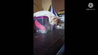 kitten by pets swag 428 views 2 years ago 29 seconds