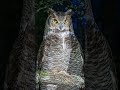 An owl in the silent forest 🦉｜森林中的貓頭鷹 #owl