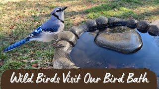 WILD BIRDS VISIT OUR BIRD BATH | Bird Watching | Nature