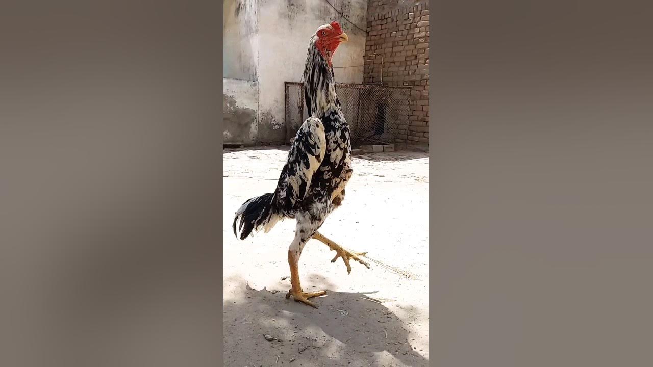 shamo aseel shamo YouTube