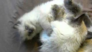 Ragdoll Mommy and Daughter are cleaning each other by Olga Blue 3,476 views 13 years ago 3 minutes, 52 seconds