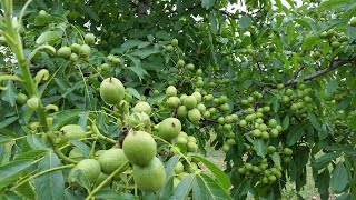 Ореховые деревья Чандлера - 6 лет