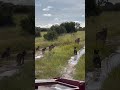 Cute lion cubs followed their mother/ Zimbabwe