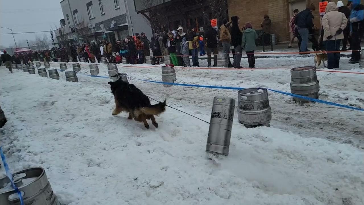 K9 keg pull Sandpoint Id - YouTube