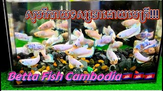 🐠🦞🦑🐙 betta fish Cambodia #bettafish #foryou  #viral  #bettamsp