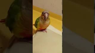 Conure, Come Here