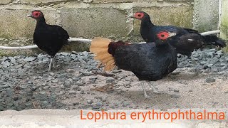 Sempidan merah sumatra Lophura erythrophthalma