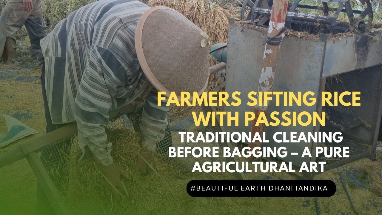 Farmers Sifting Rice with Passion: Traditional Cleaning Before Bagging ...