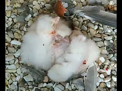 Lauf Peregrine Four Chicks April 2026 live cam preview
