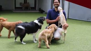Summer Daycare - Morris Animal Inn at Montville