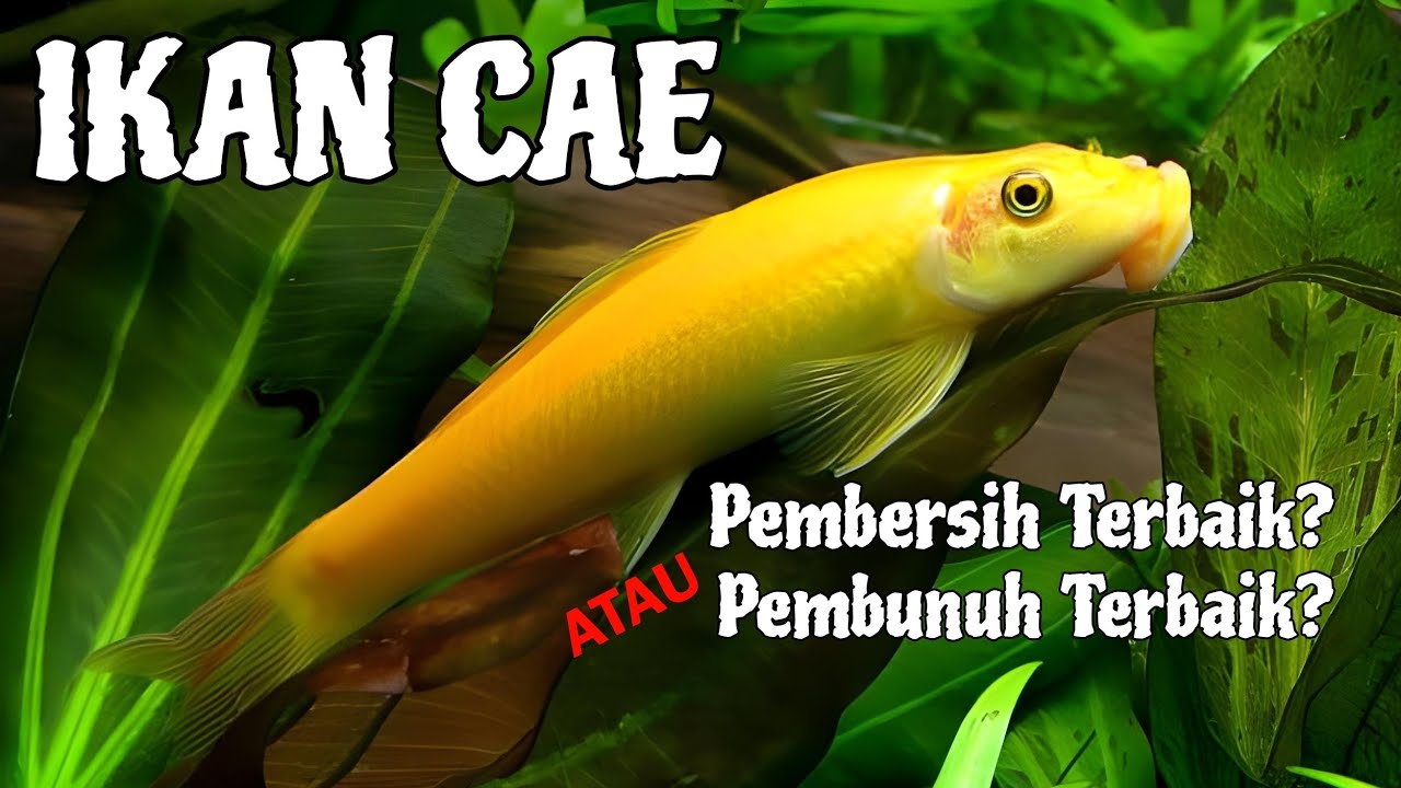 CHINESE ALGA EATER | Pembersih Aquascape Yang BERBAHAYA ‼️