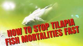 300 NILE TILAPIA FISH MORTALITIES!!! HOW WE STOPPED IT PLUS SUPRISE YOUNG FISH FARMER