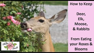 Deer Eating Roses? Organically Deter Deer, Rabbits, Elk and Moose