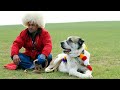 чистокровные собаки Туркмении Туркменский Волкодав Central Asian Shepherd Dog Alabai Turkmen Alabay