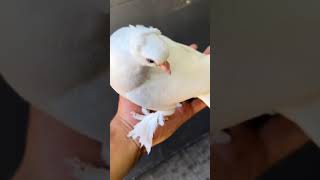 Damızlık Ekipler 👋🏻 #pigeon #güvercin #güvercinler #güvercinsevdası #pigeons #pigeonslovers