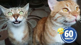 Chattering Kitties are SO FUNNY 😂 🤣 | BEST Pets to make you laugh! by The Pet Collective 320,154 views 2 months ago 1 hour