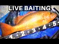 LIVE BAITING MASSIVE MANGROVE JACK