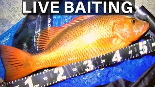 LIVE BAITING MASSIVE MANGROVE JACK