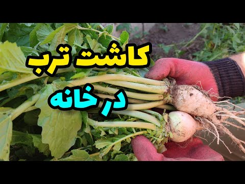 خودت خیلی راحت ترب بکار از یک بوده هزارتا بذر بگیر و بکار